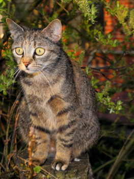 Article chat printemps printemps chat