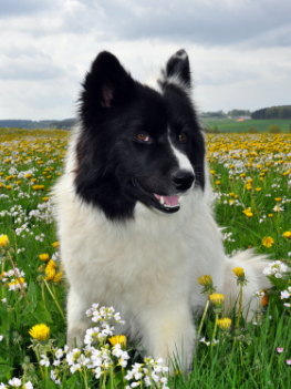 printemps chien