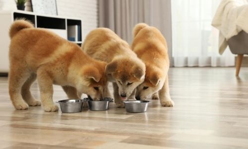 chien famille nombreuse