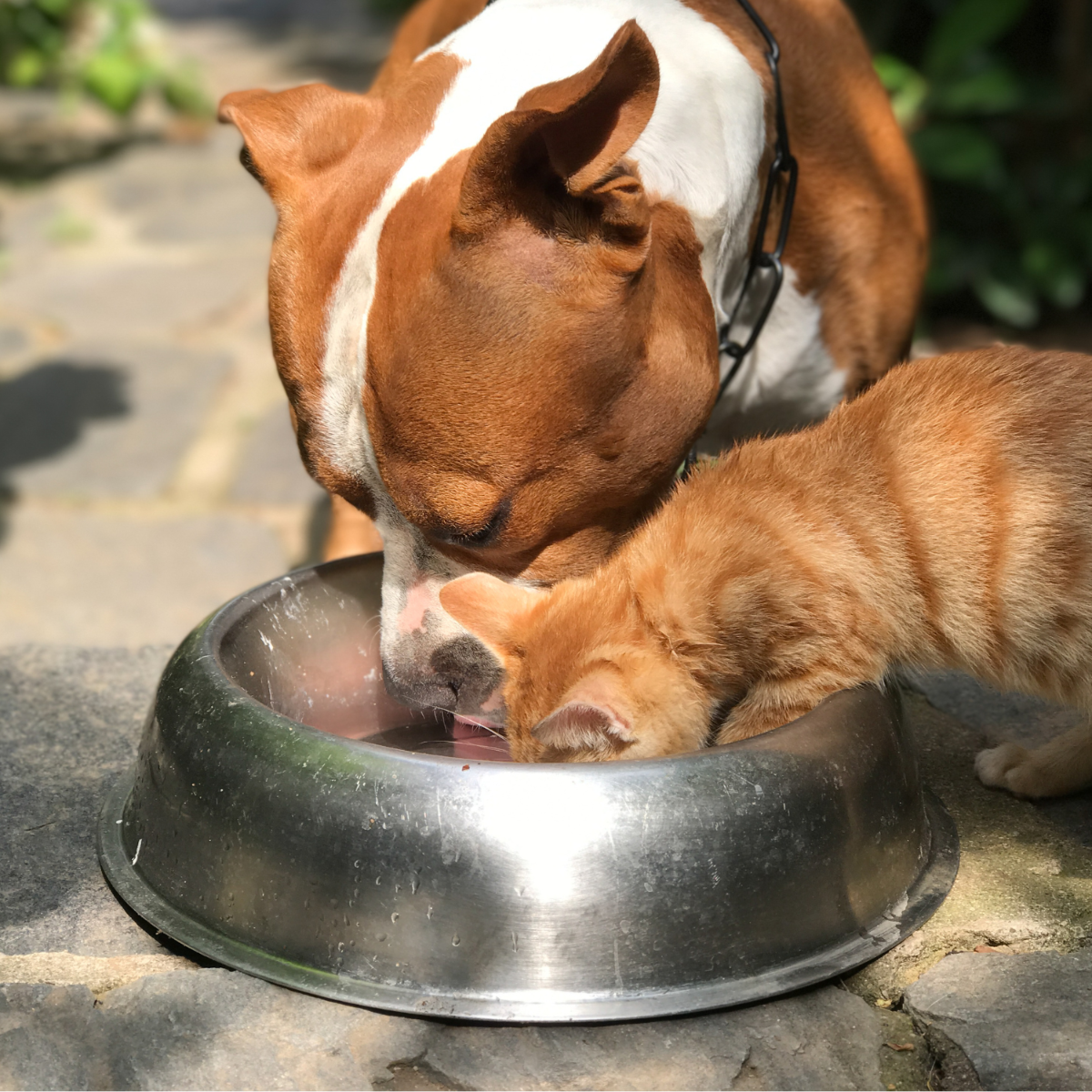 Huile de saumon pour chien et chat LAPSA