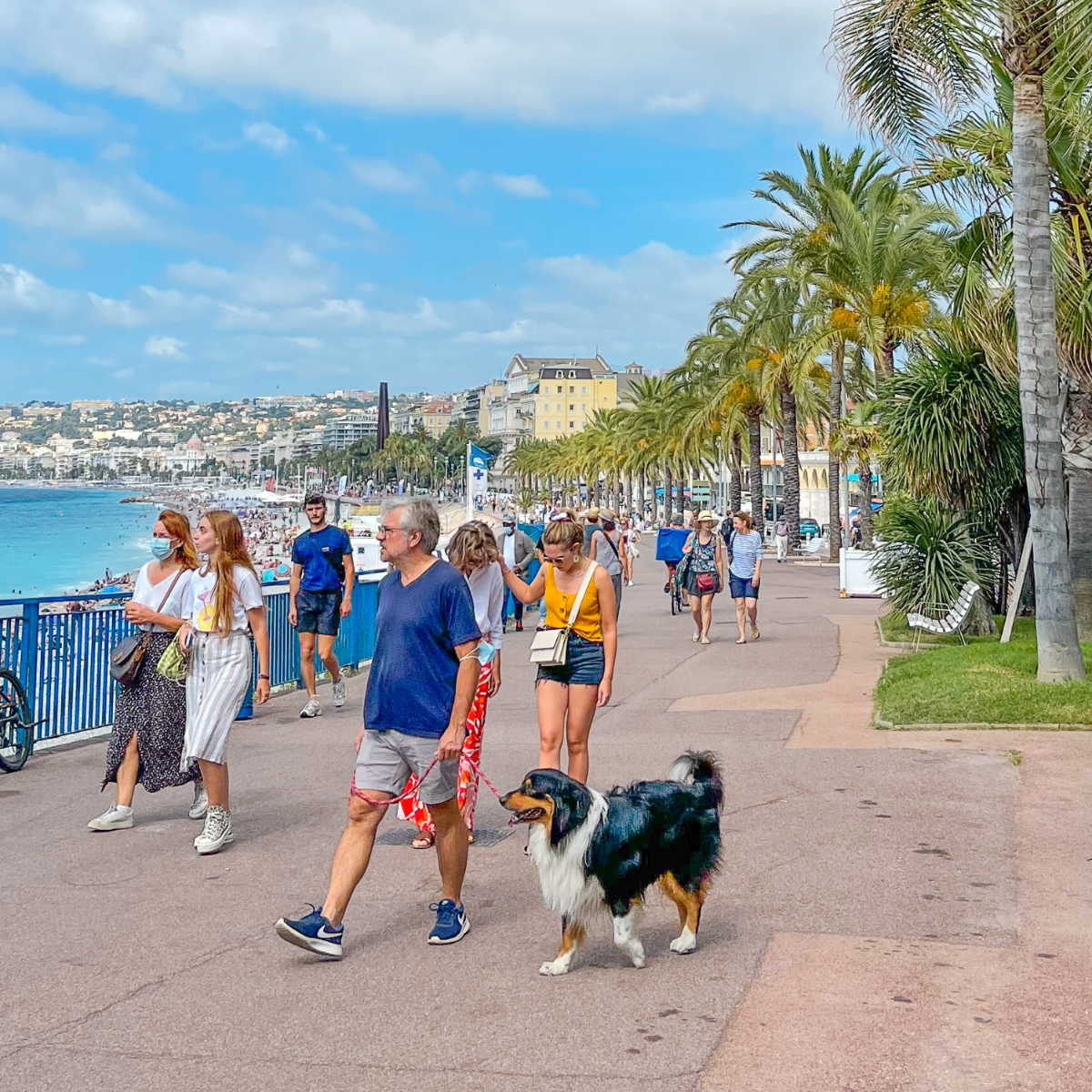 promenade avec son chien