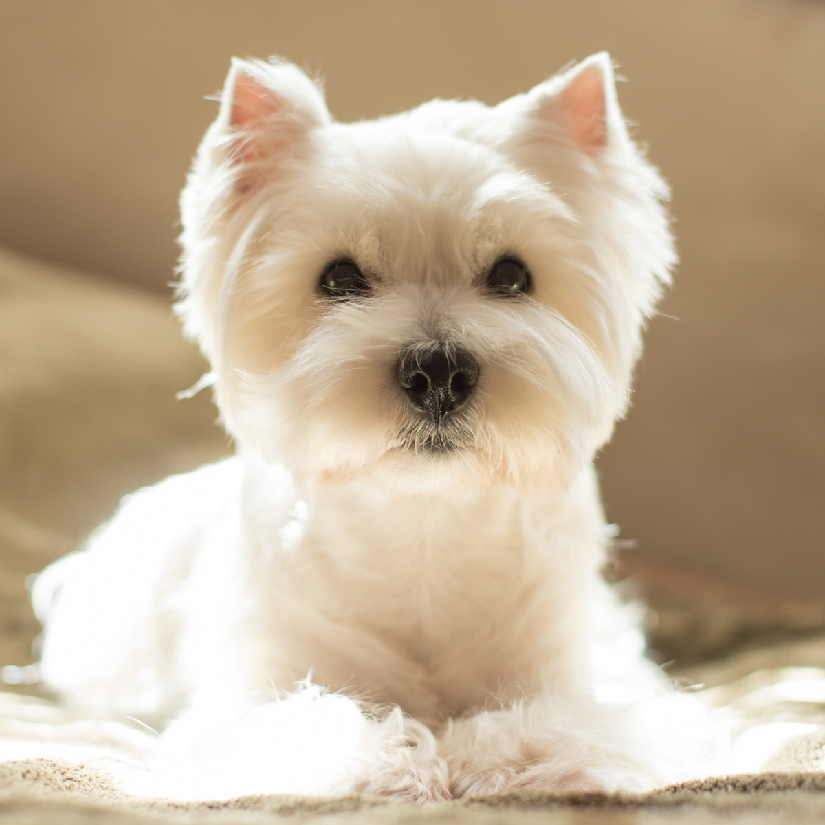 Quel alimentation choisir ?