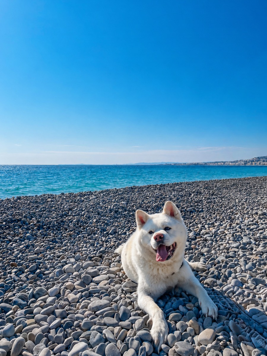 Chien à Nice