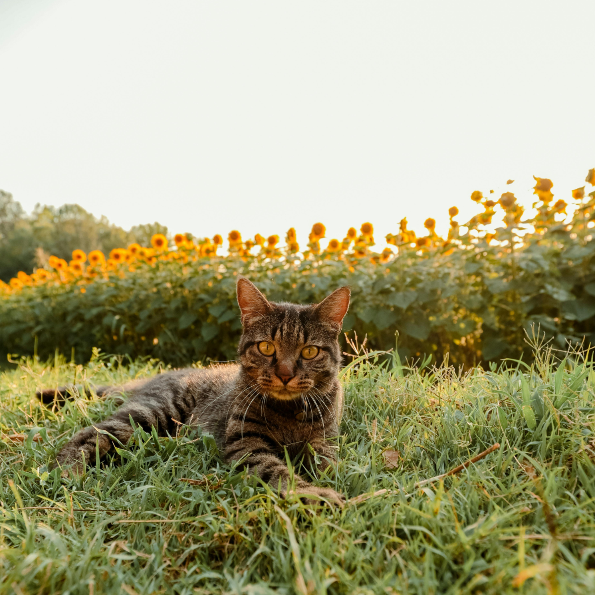 Quel alimentation choisir ?