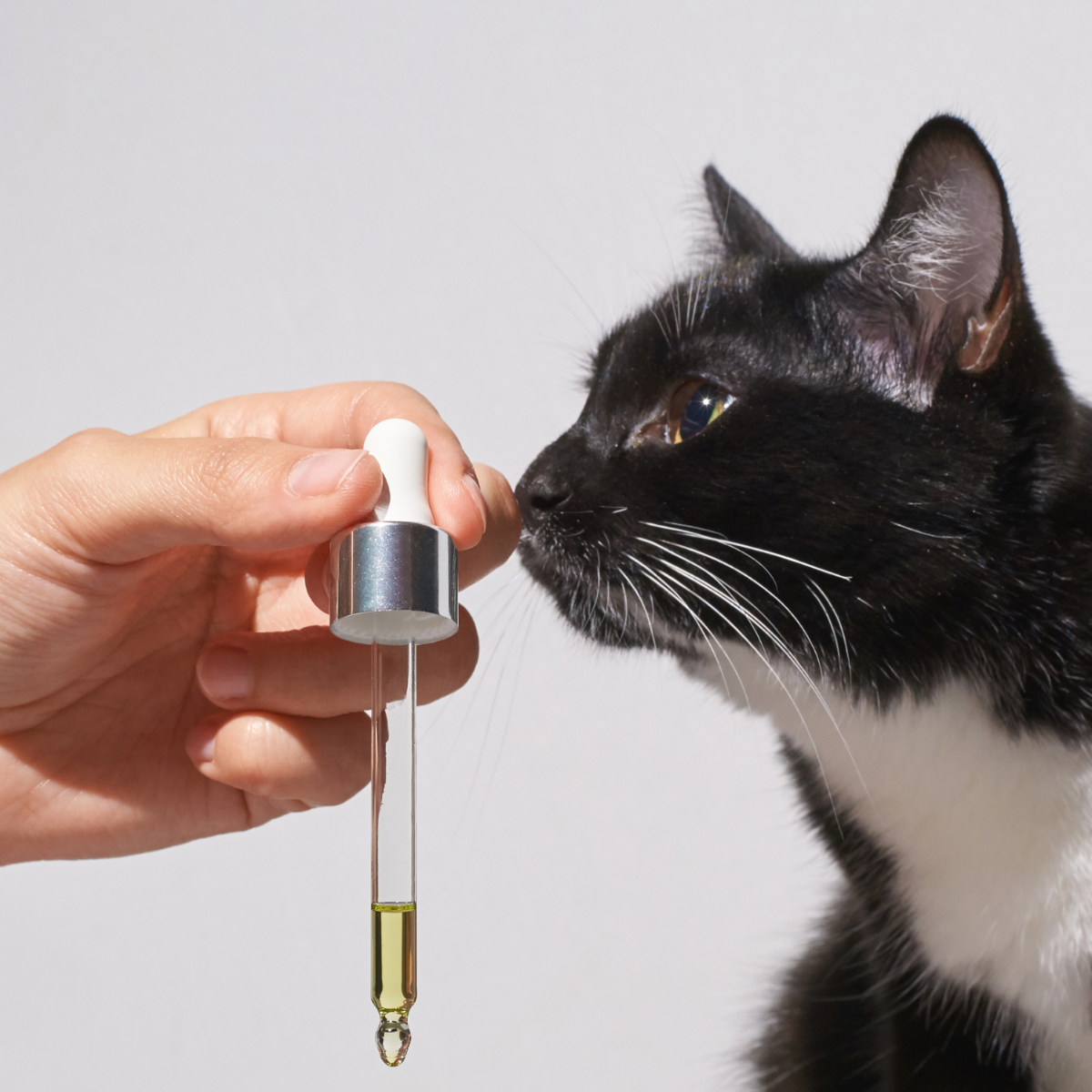 Quel alimentation choisir ?