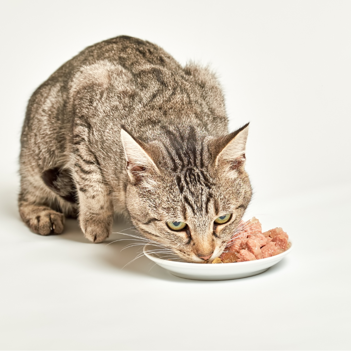 Quel alimentation choisir ?