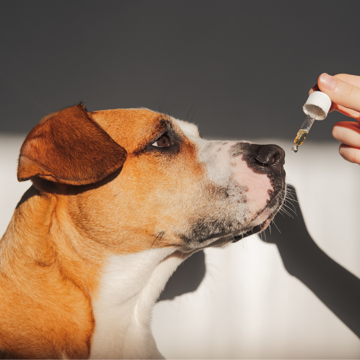 Quel alimentation choisir ?