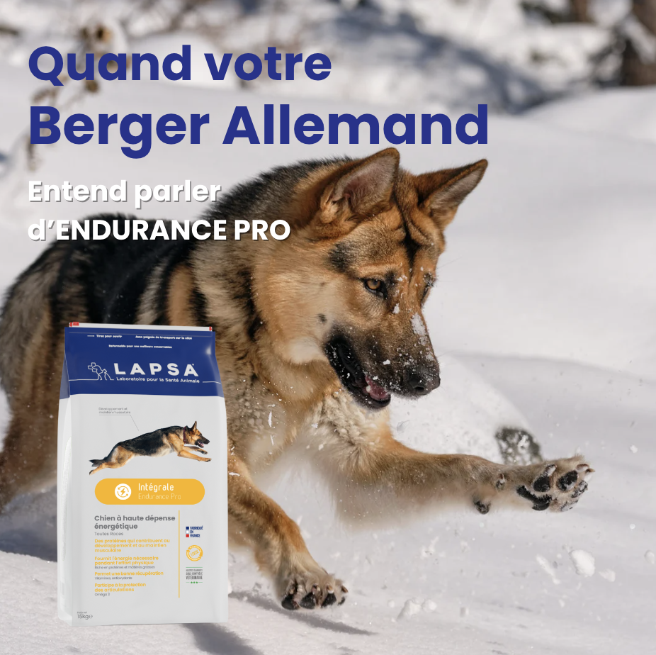 Berger Allemand en mouvement