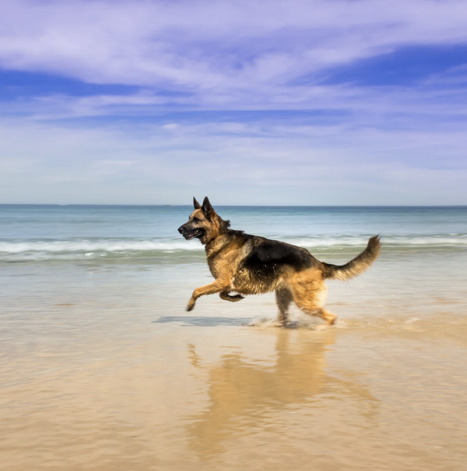 Portrait Berger Allemand