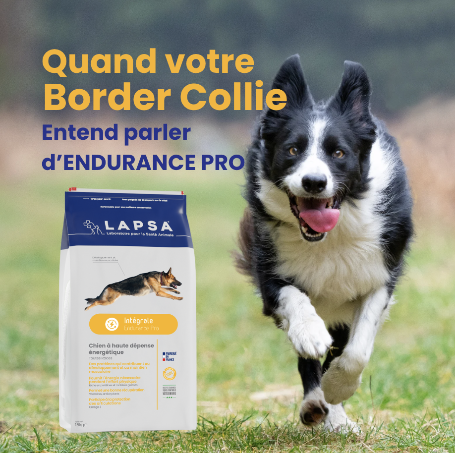 Border Collie en action