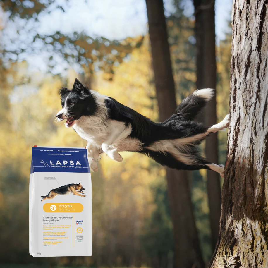 Border Collie saut