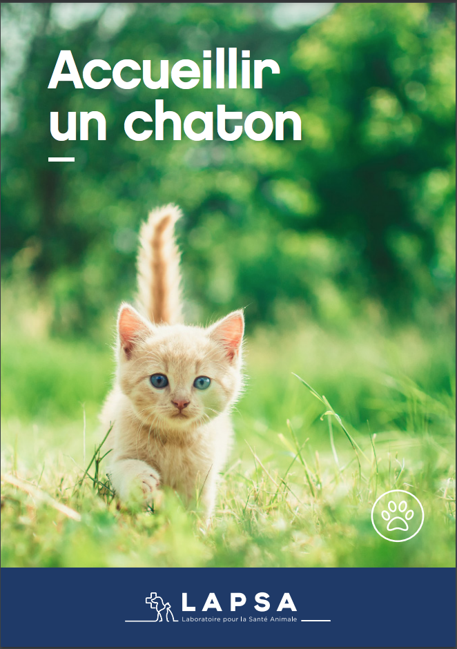 guide chaton