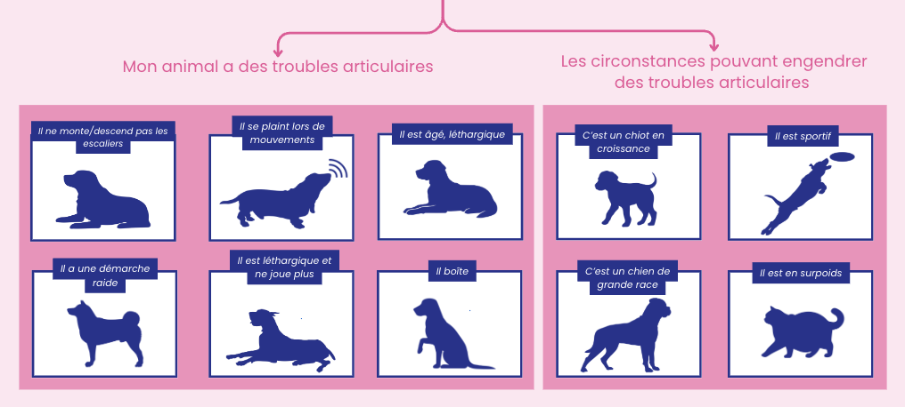Lapsa articulation : ma situation, mon animal a des problèmes articulaires ou est dans une situation qui peut engendrer des soucis articulaires