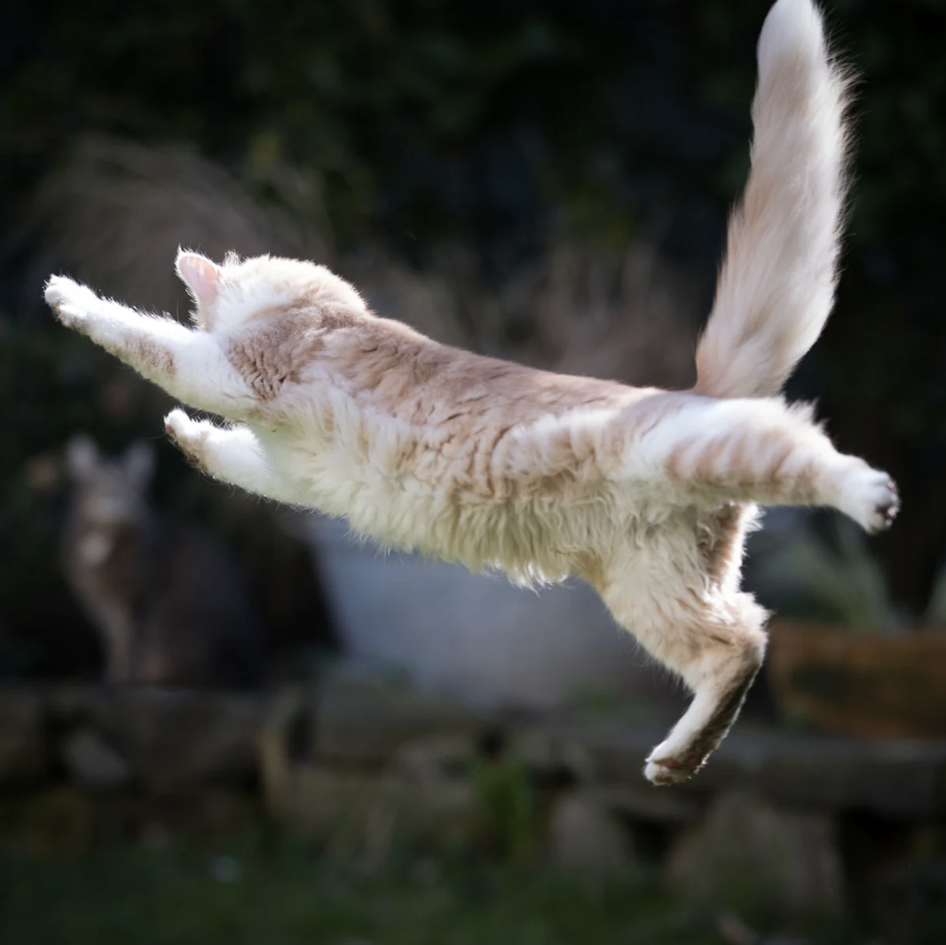 Chat qui saute