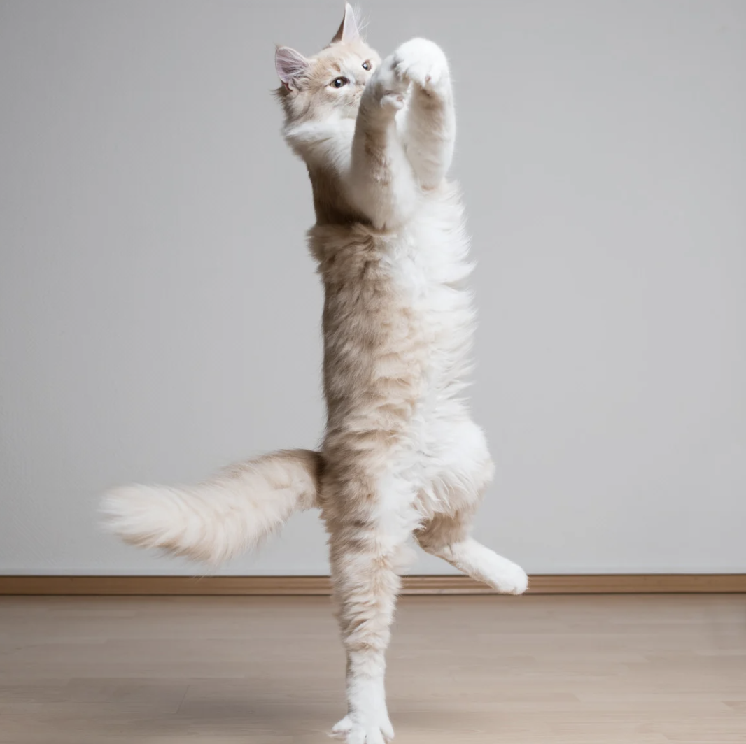 Chat qui saute