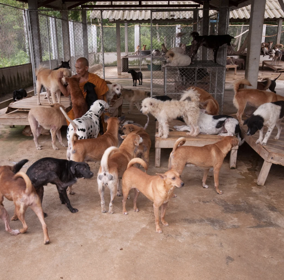 Chiens en chenil