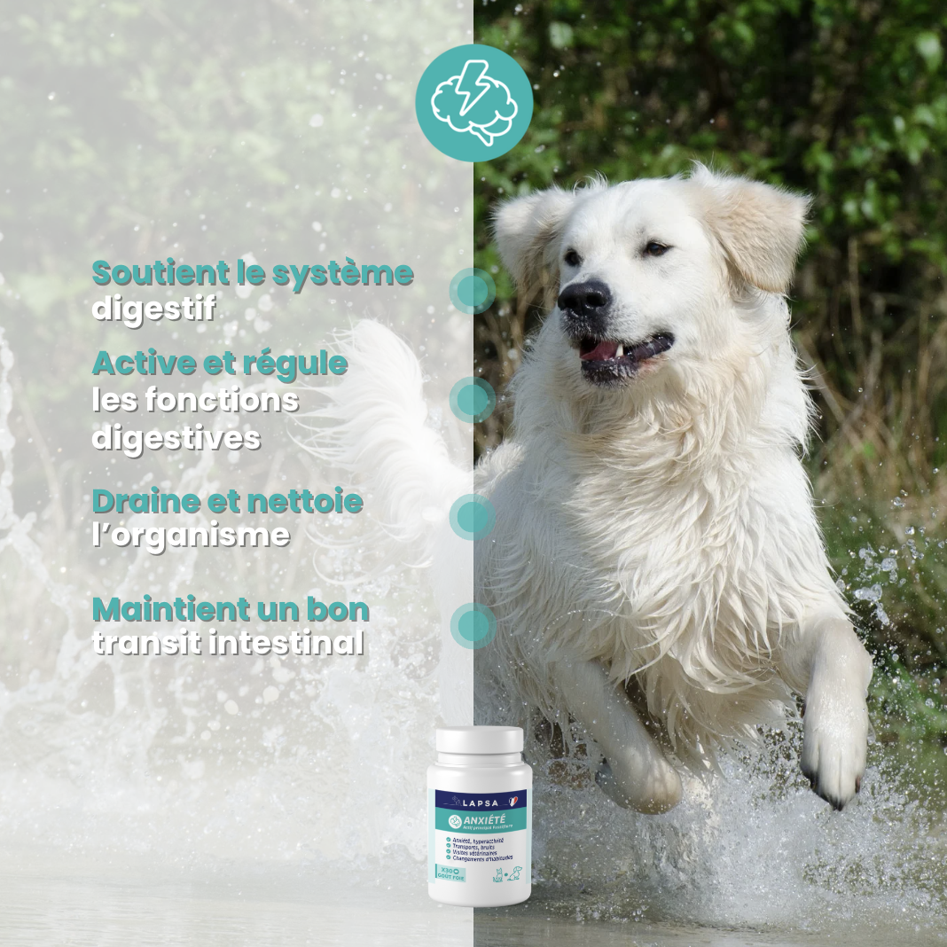 Chien apaisé