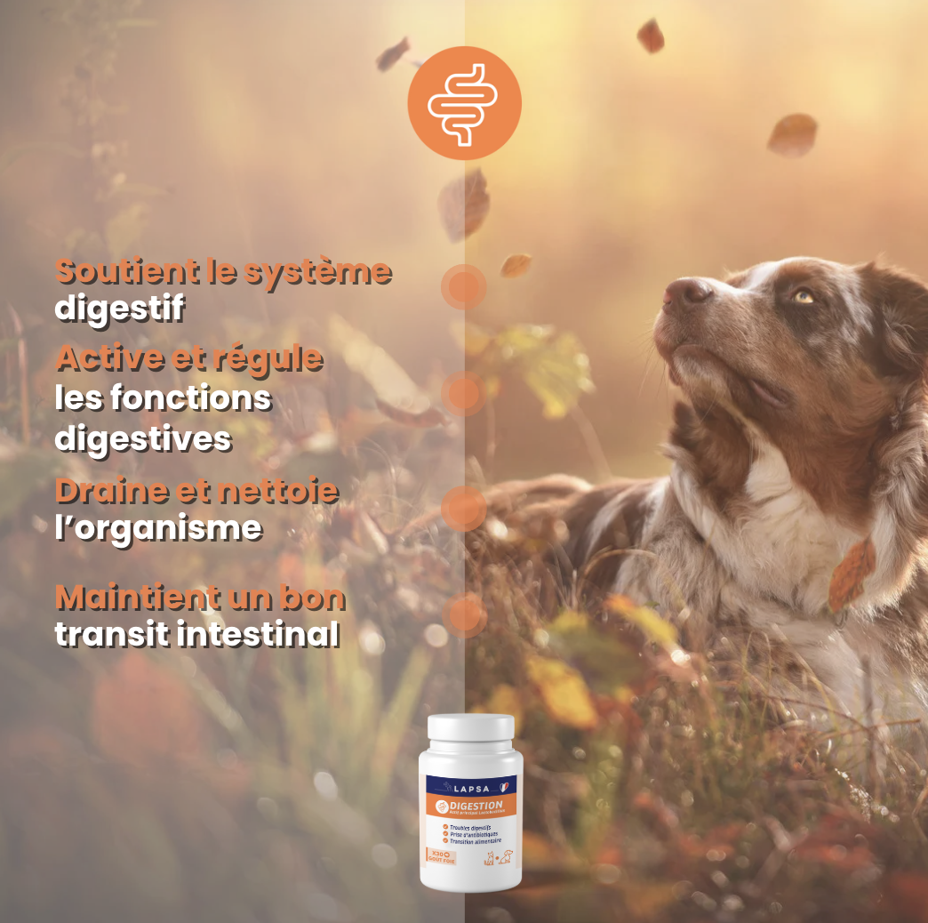 Chien digestion argu