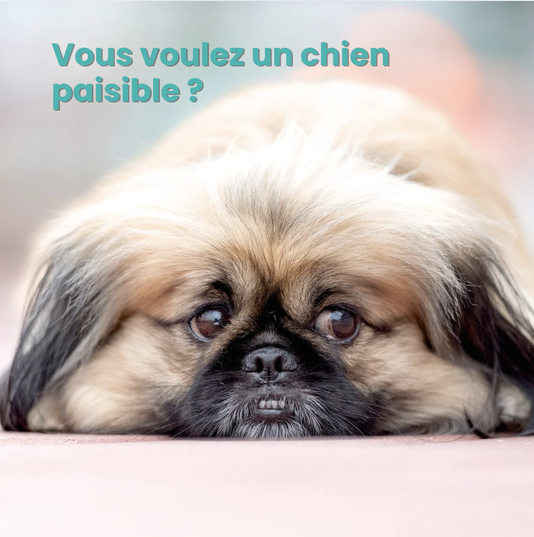 Chien détendu