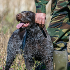 Croquettes Chiens de chasse