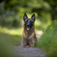 Croquettes Endurance Pro LAPSA pour les chiens sportifs