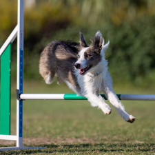 Croquettes Endurance Pro LAPSA pour les chiens sportifs