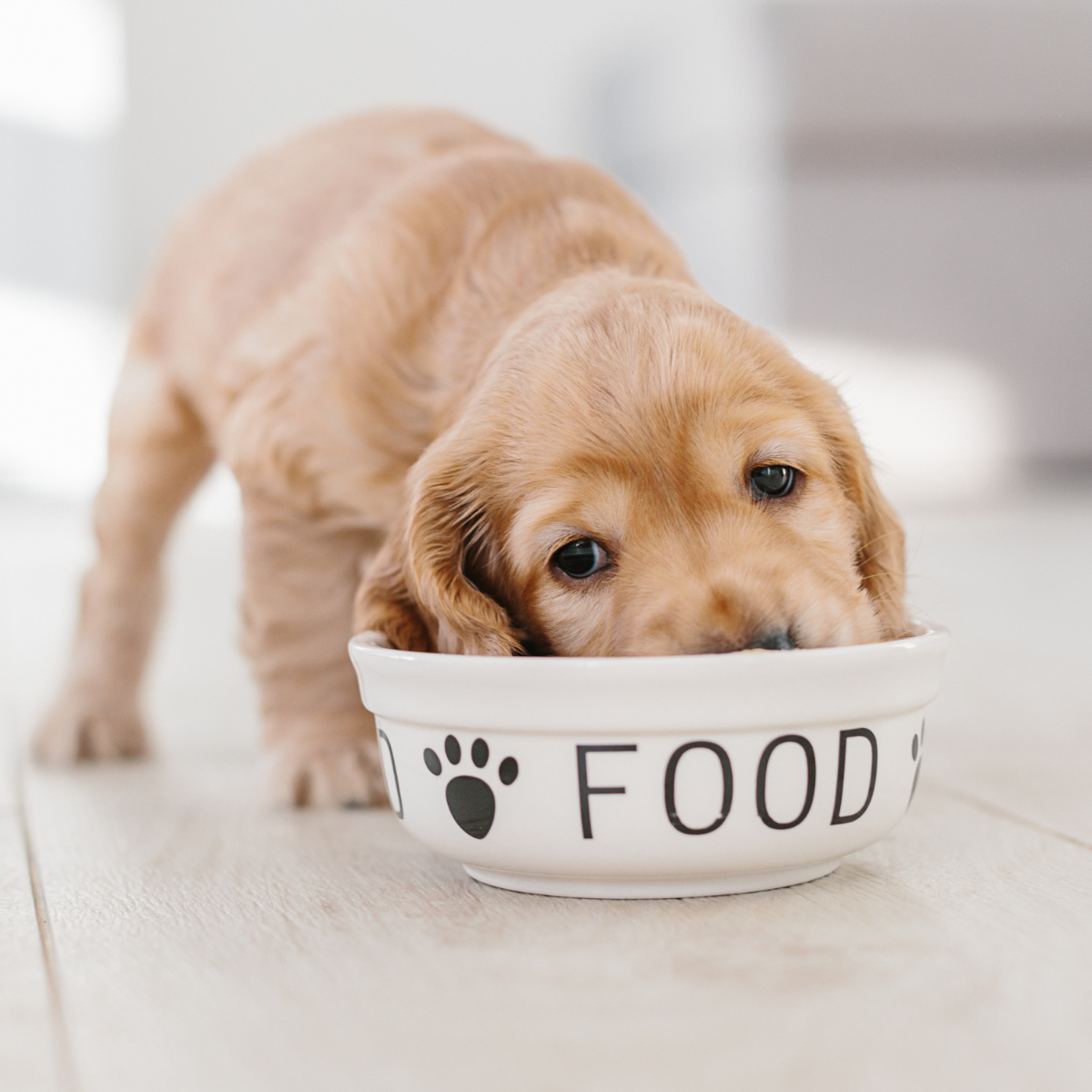 Quel alimentation choisir ?