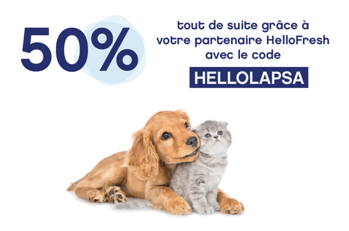 image chien et chat