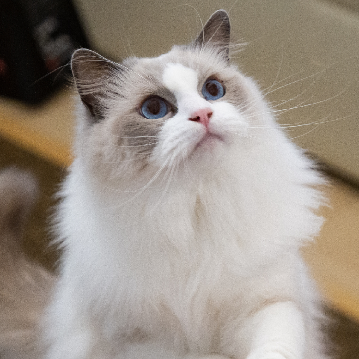 Quel alimentation choisir ?