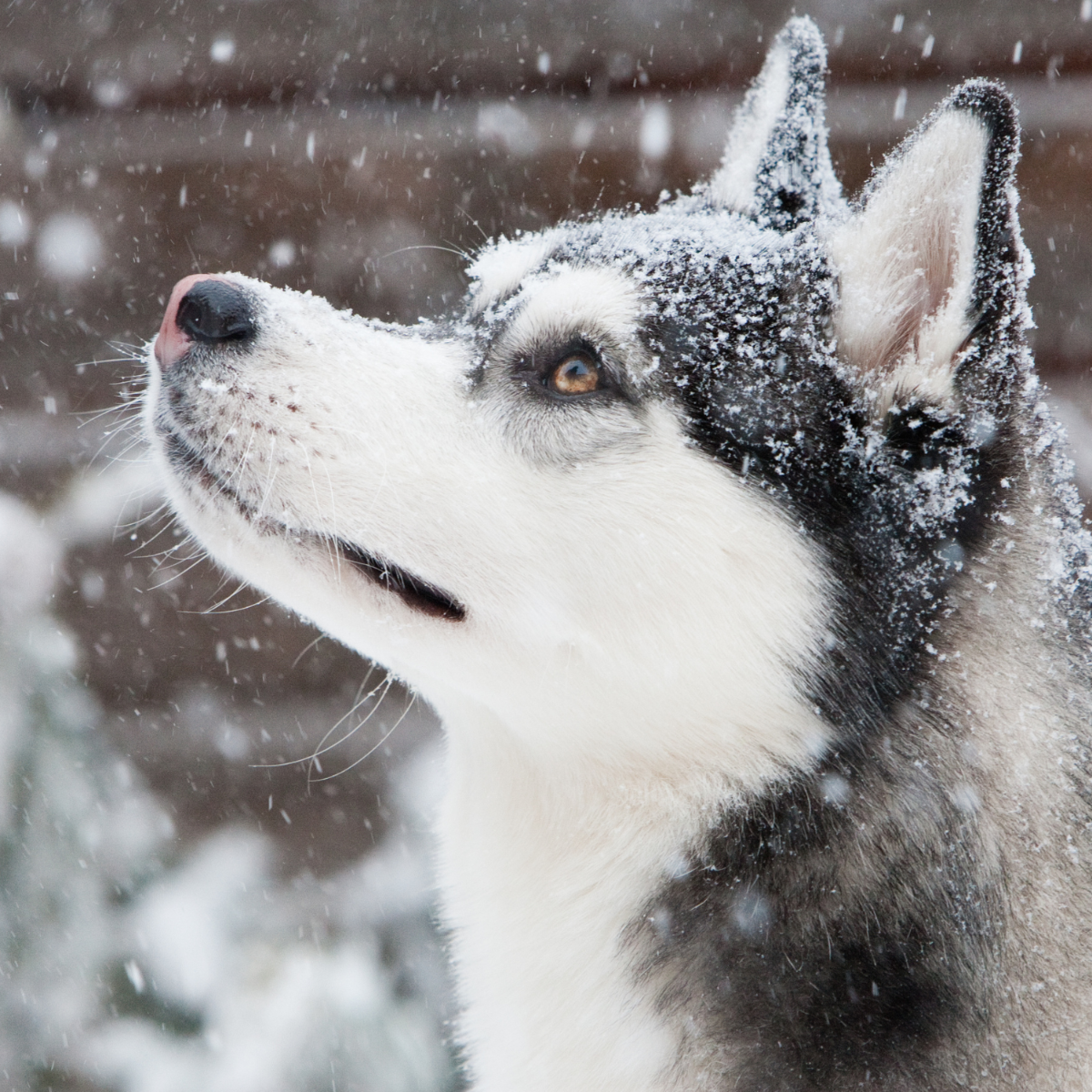 Quel alimentation choisir ?