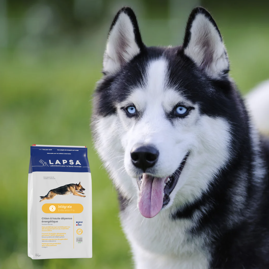 Husky
