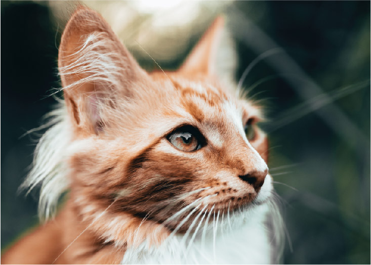image chat senior