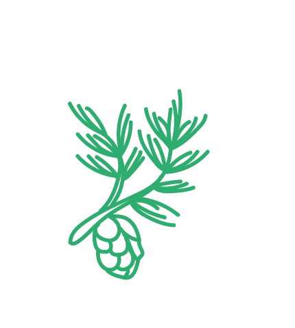 pin sylvestre