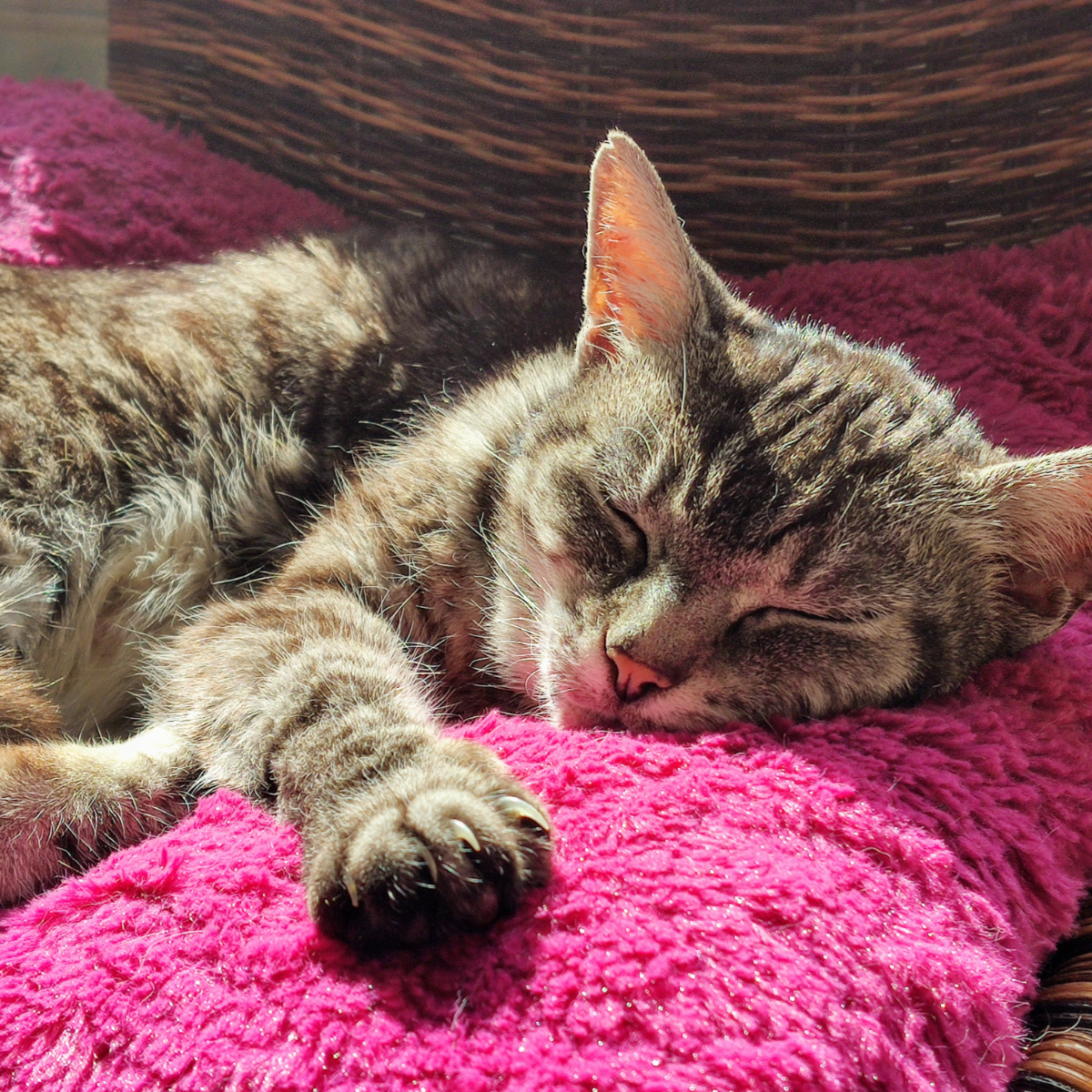 Quel alimentation choisir ?