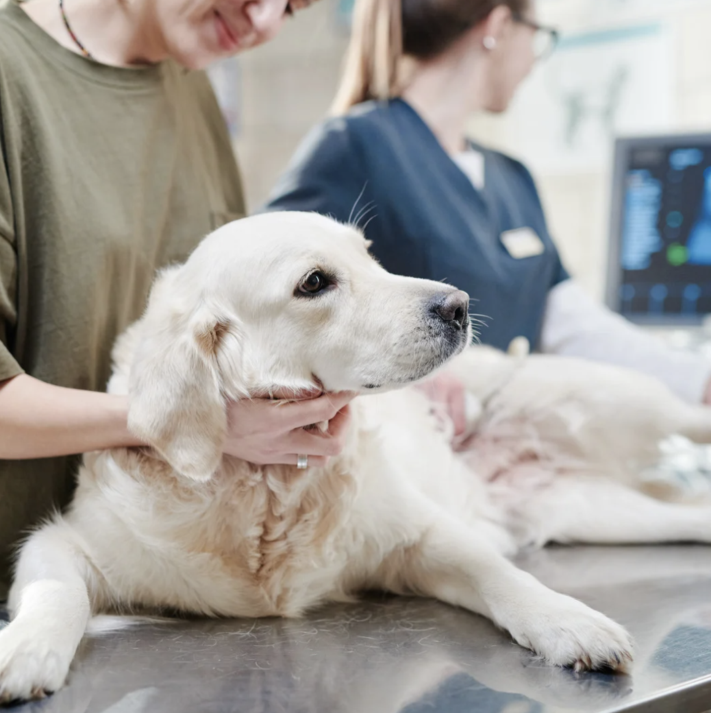 Infection intestinale chez le chien