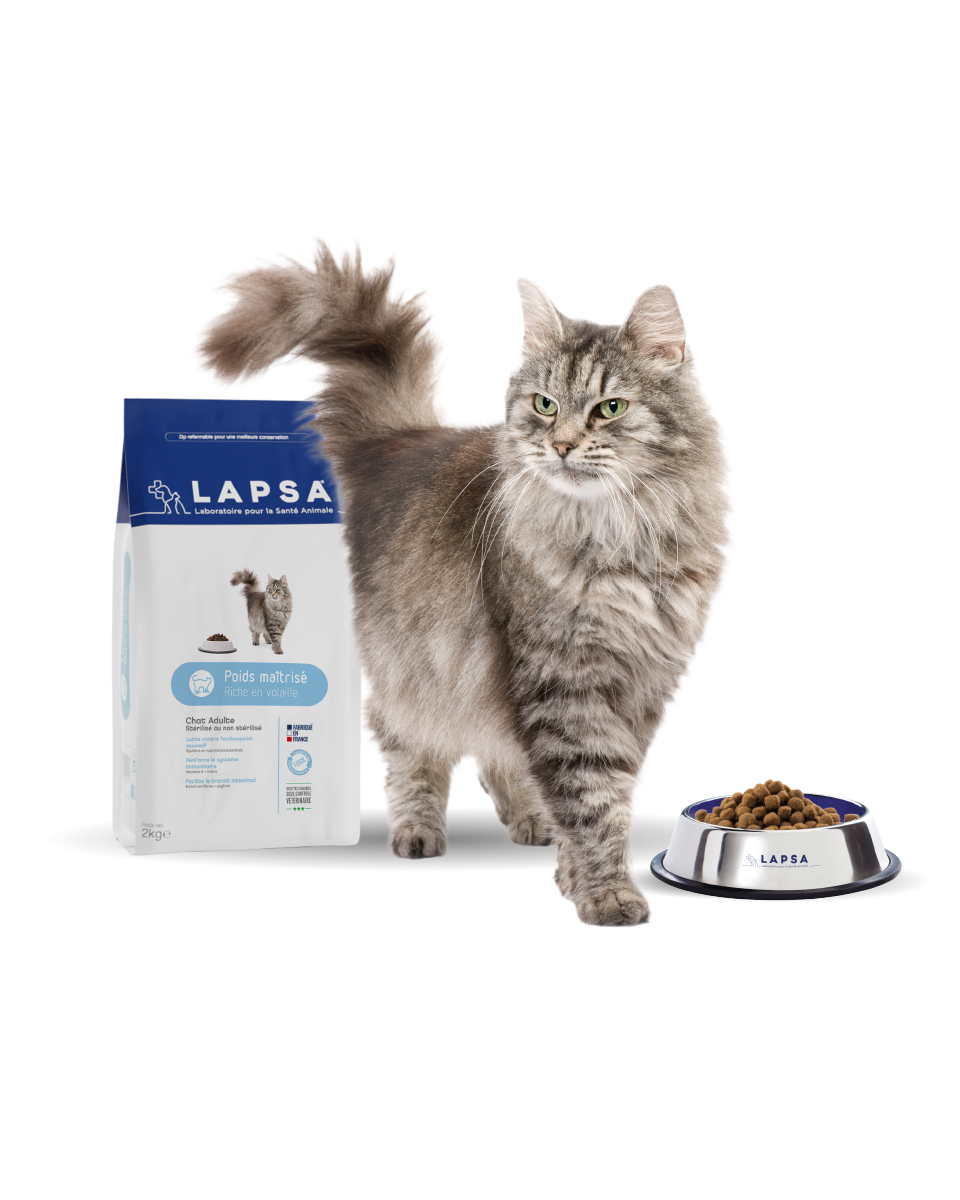 Chat Adulte