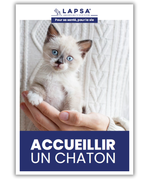 guide chaton