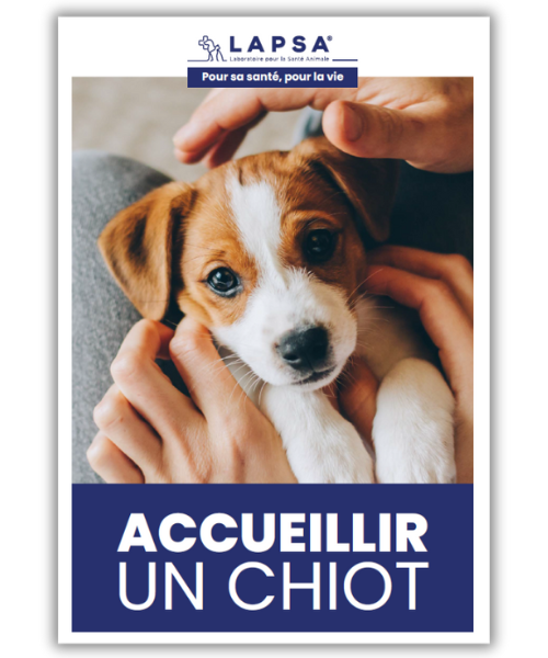 guide chiot