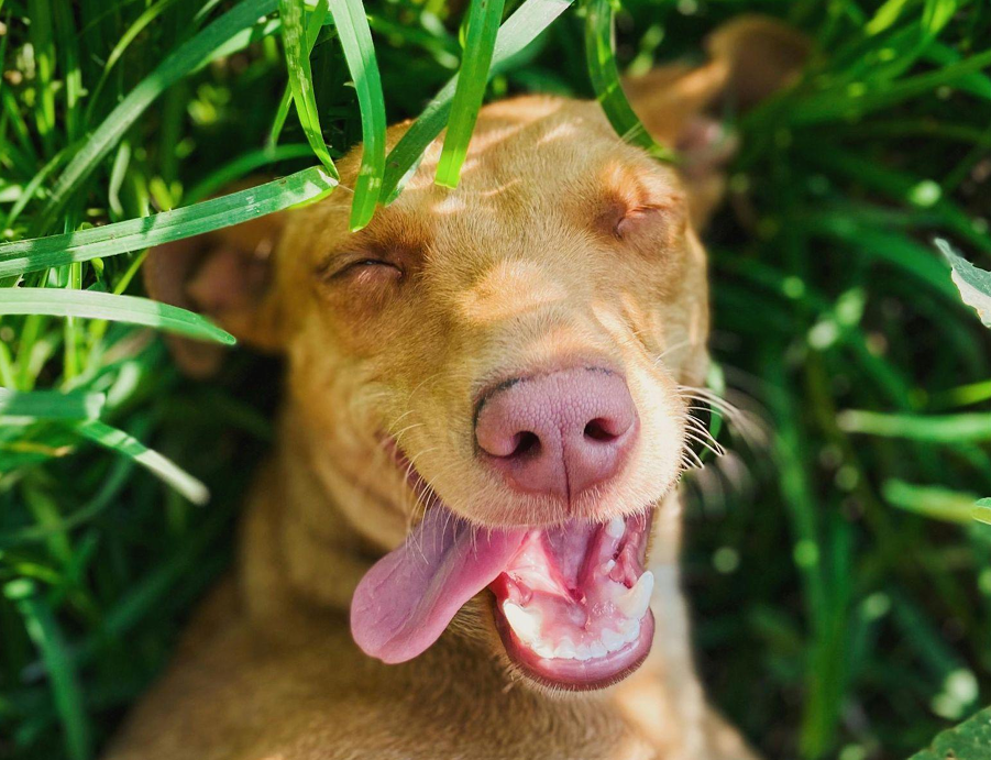 Chien heureux et équilibré