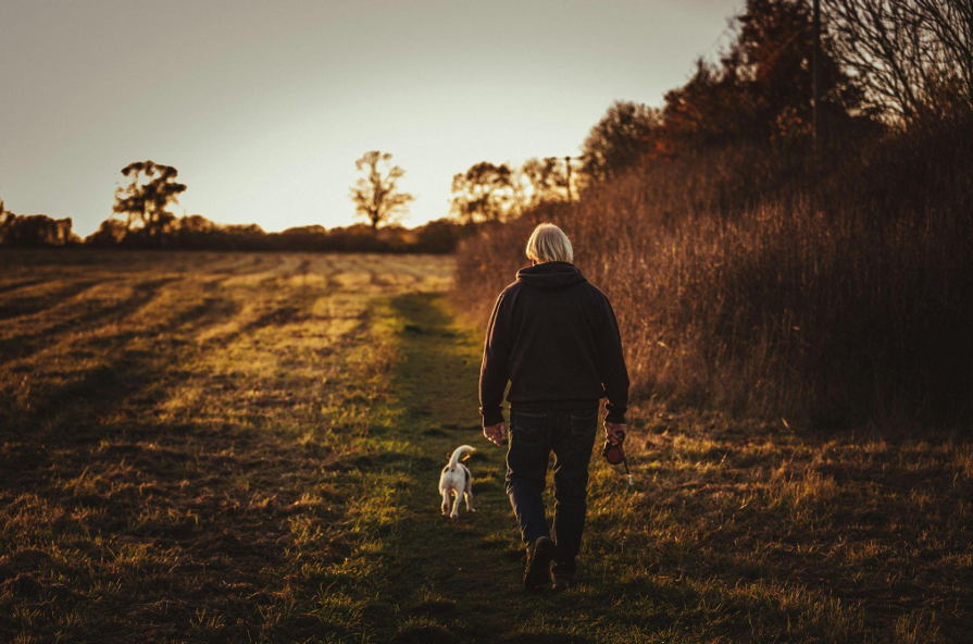 Chien en promenade