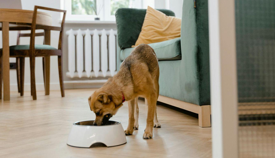 Alimentation chien