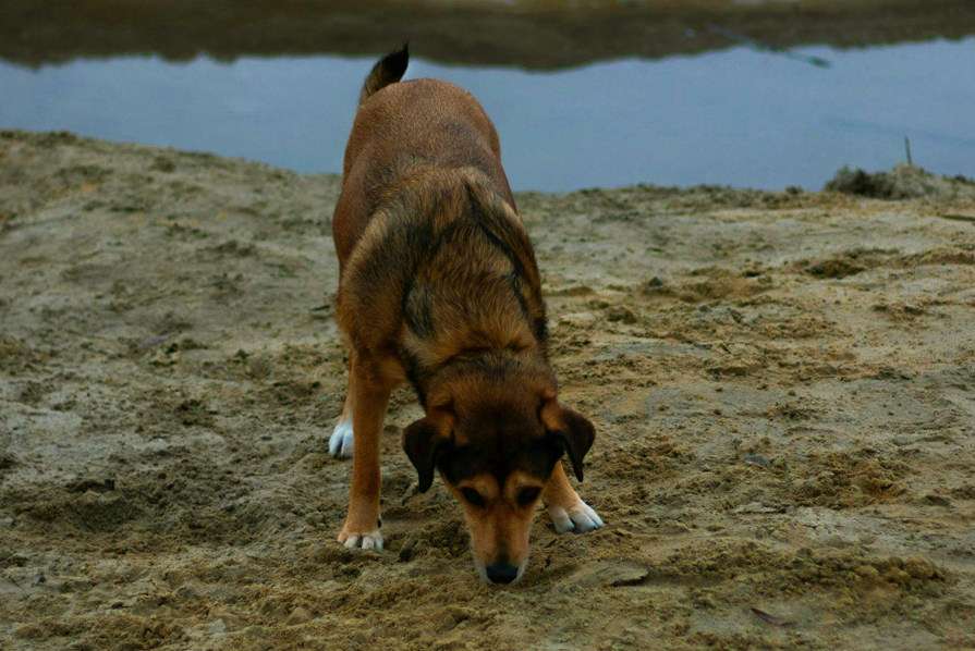Stimulation mentale chien