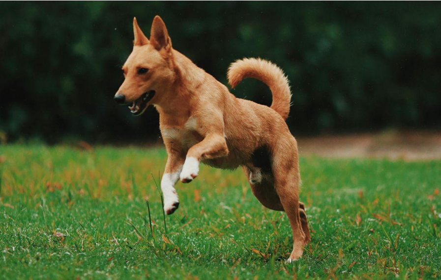 Environnement sécurisé chien