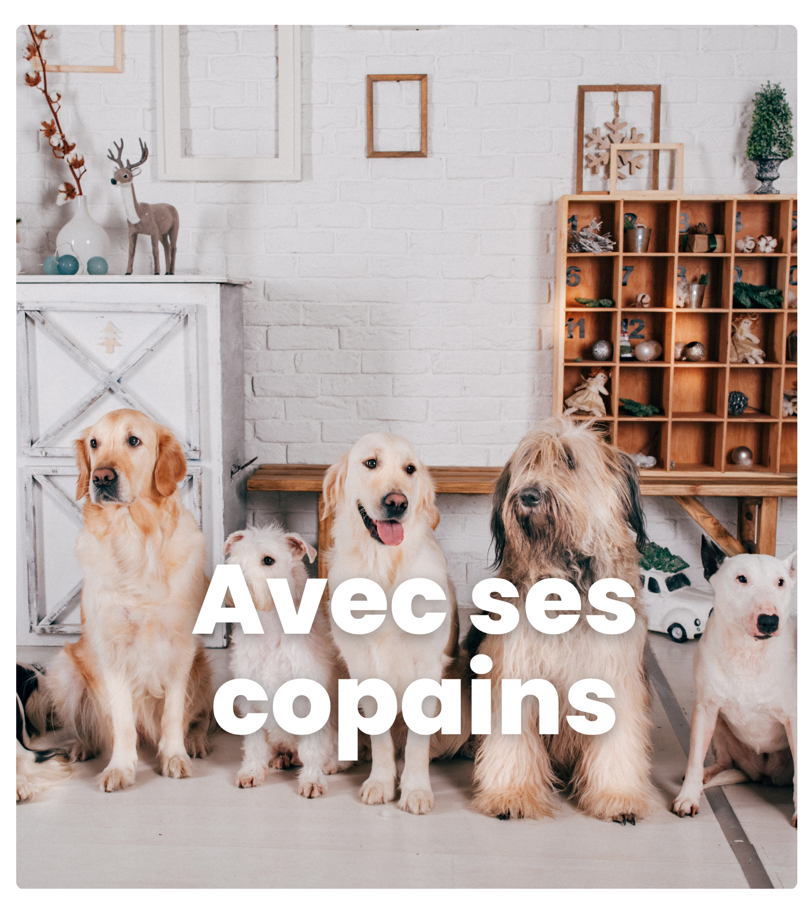 chien avec ses copains