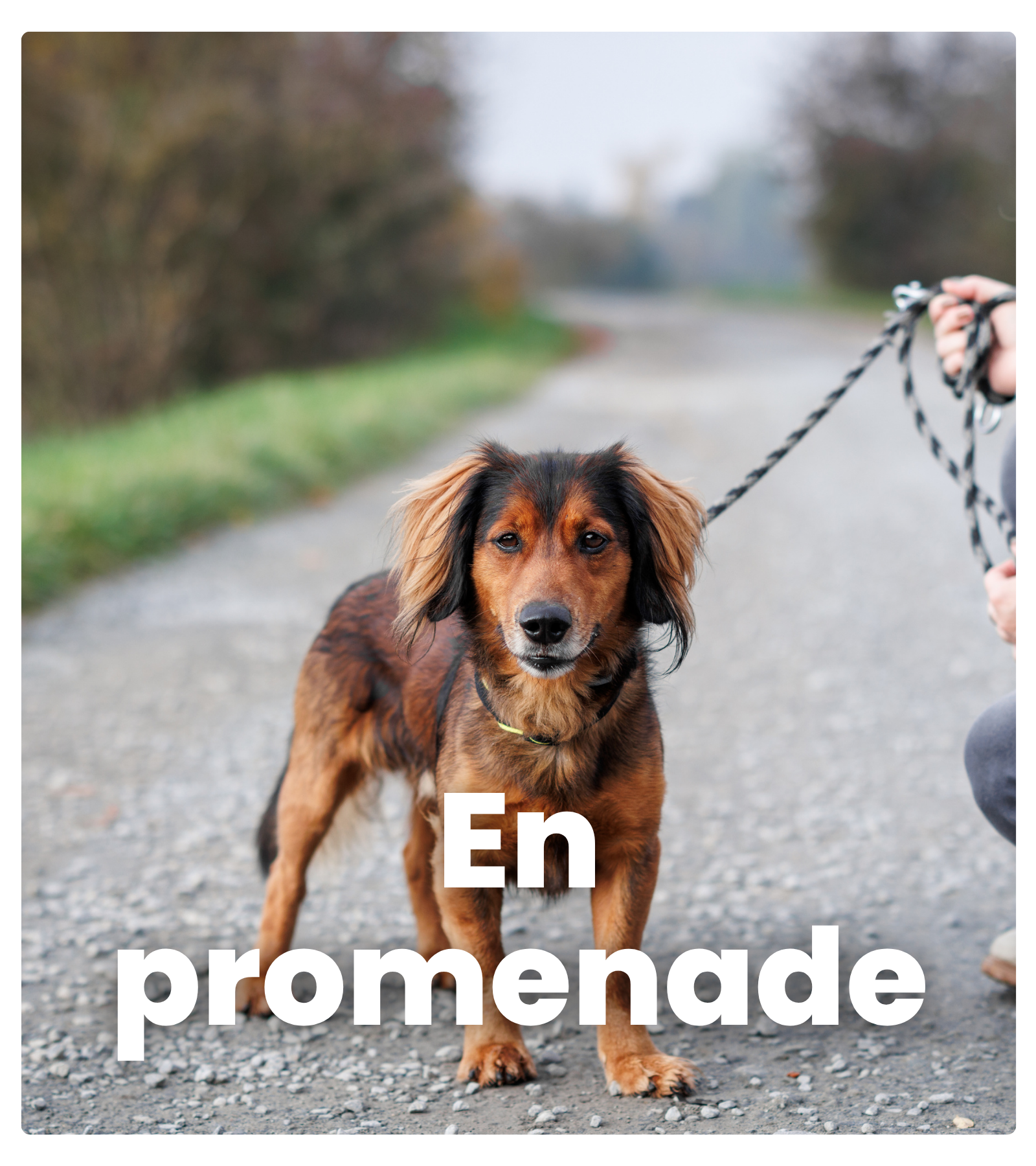 chien en promenade