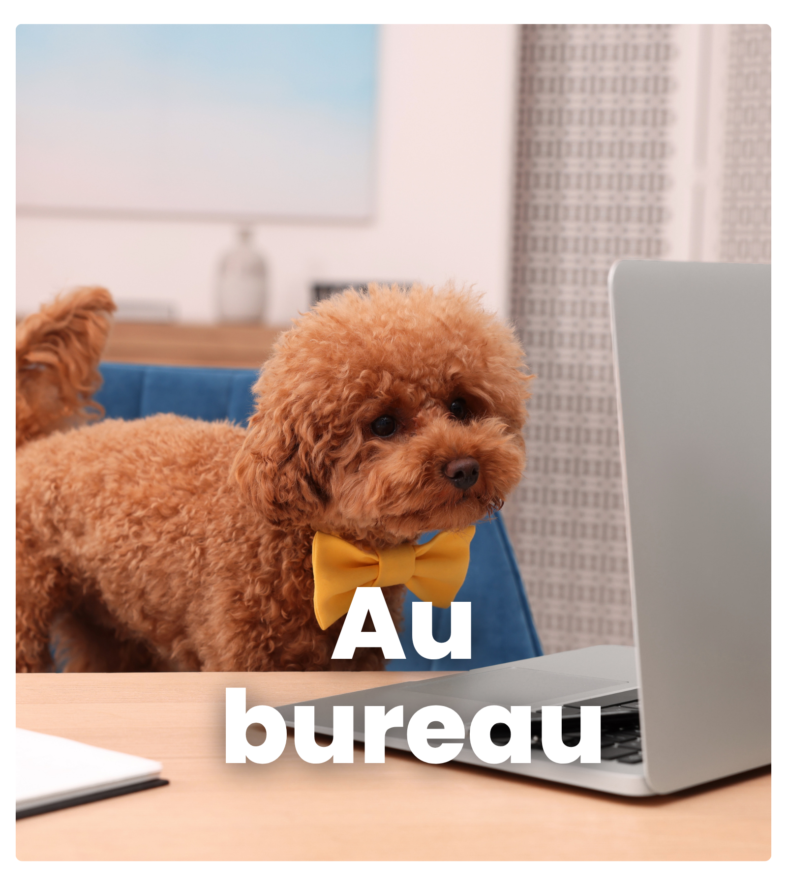 chien au bureau