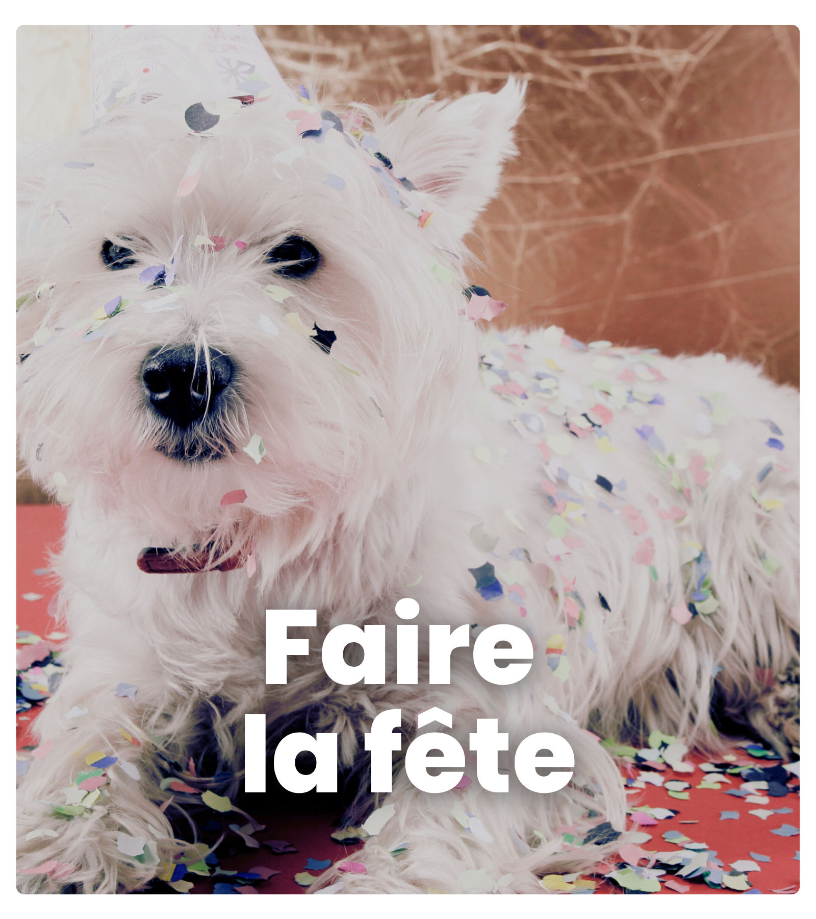 chien fête