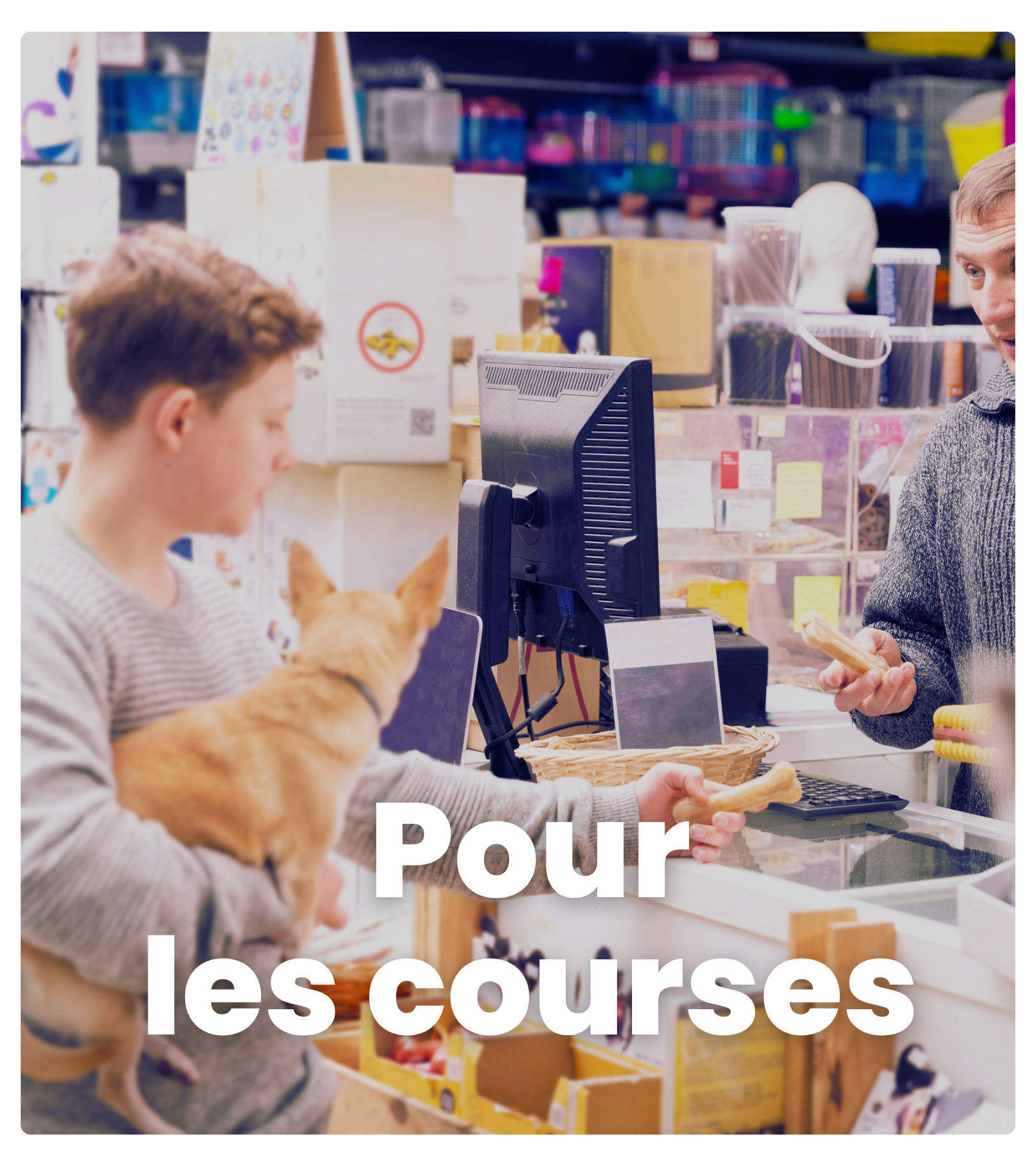 chien pendant les courses