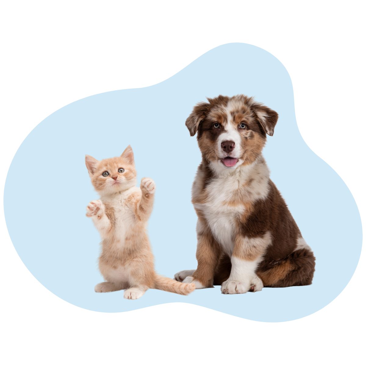 image chiot chaton