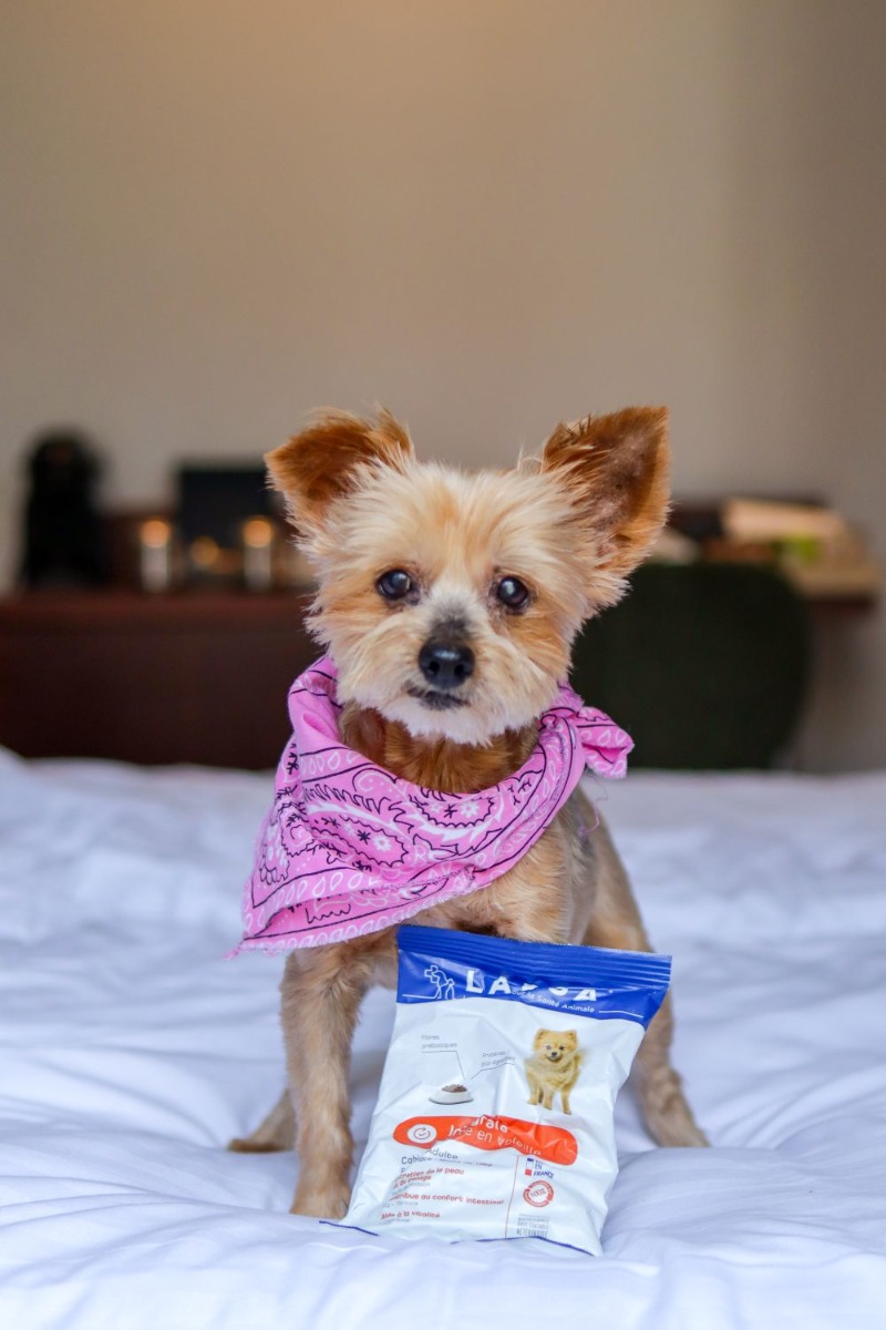 Hotel Summer Hotel pet love